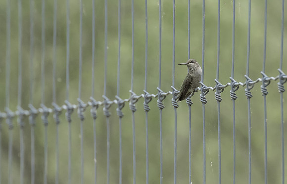 Black Chinned Hummingbird 02