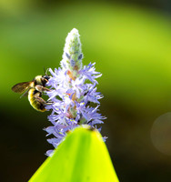Bumble Bee