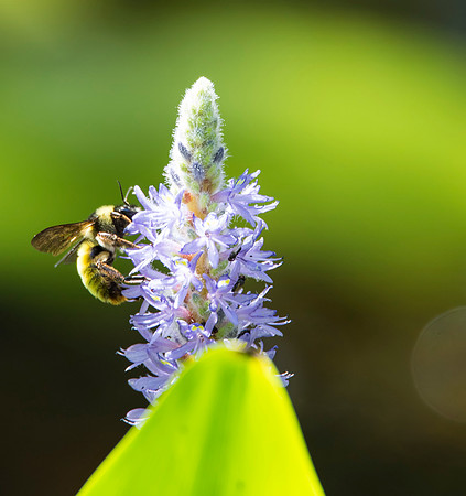 Bumble Bee