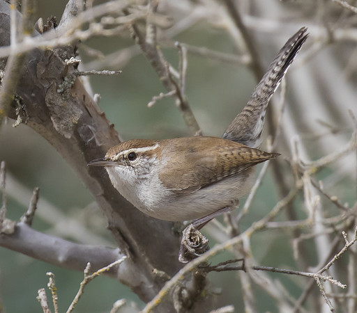 Bewicks Wren 05