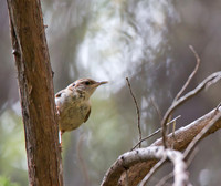 Carolina Wren