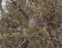 White Crowned Sparrow 03