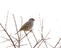 White Crowned Sparrow 02