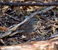 Chipping Sparrow immature 02