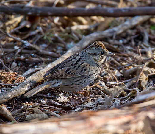 Chipping Sparrow immature 02