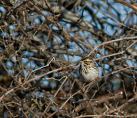 Savannah Sparrow 06