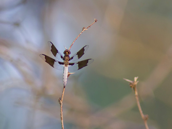 Common Whitetail