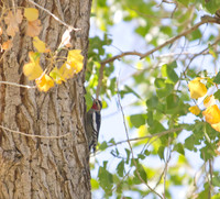 Yellow Bellied Sap Sucker 04