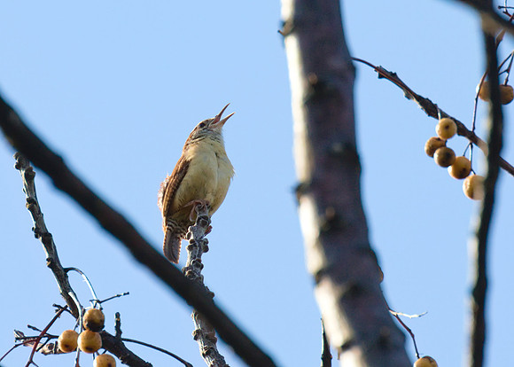 Carolina_Wren_01