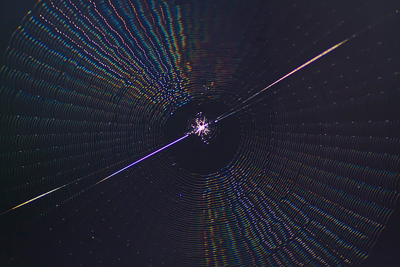 _MG_3441