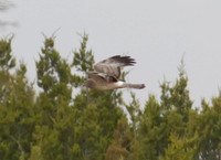 Northern Harrier