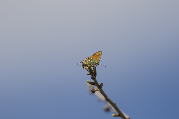 Juniper Hairstreak 01
