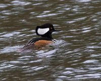 Hooded Merganser 01