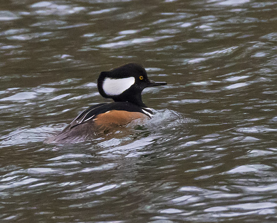 Hooded Merganser 01