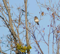 Junco