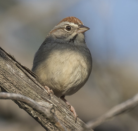 Rufous Crowned Sparrow 03