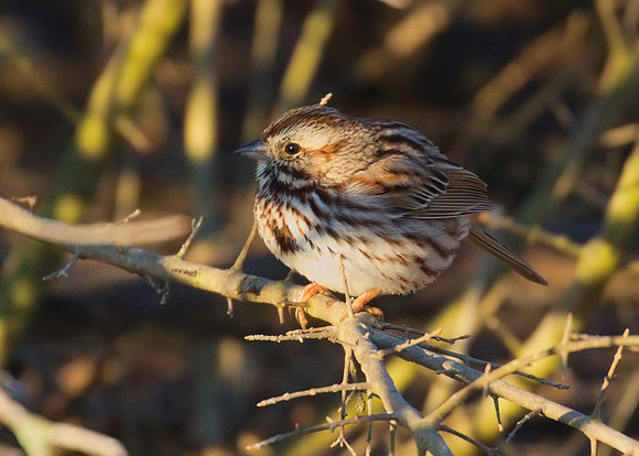 Song Sparrow 01