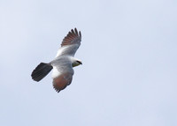Mississippi_Kite_17