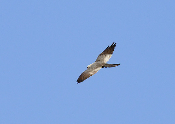 Mississippi Kite 01