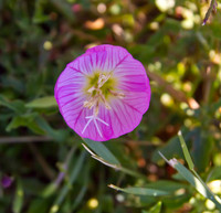 Pink Evening Primrose