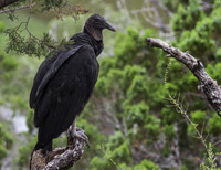 Black Vulture 01