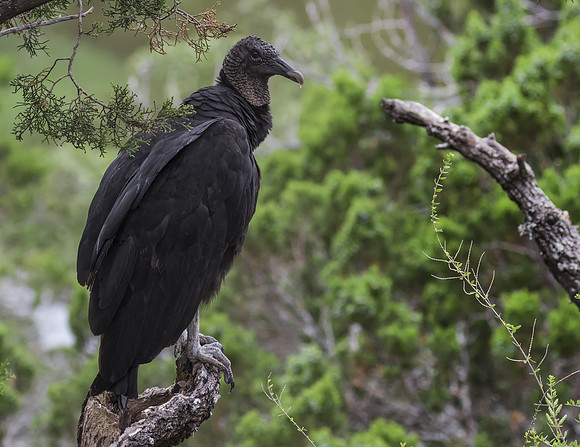 Black Vulture 01