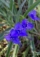 Prairie Spiderwort