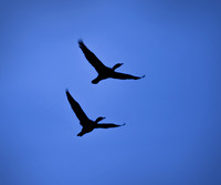 Cormorants