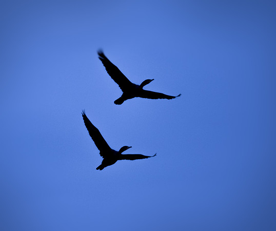 Cormorants