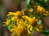 Orange Sulphur 01