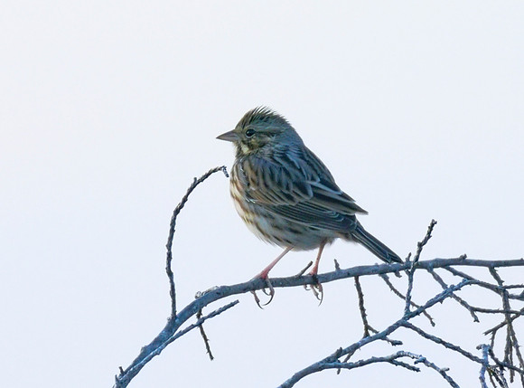 Lincolns Sparrow 01