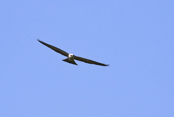 Mississippi Kite 02