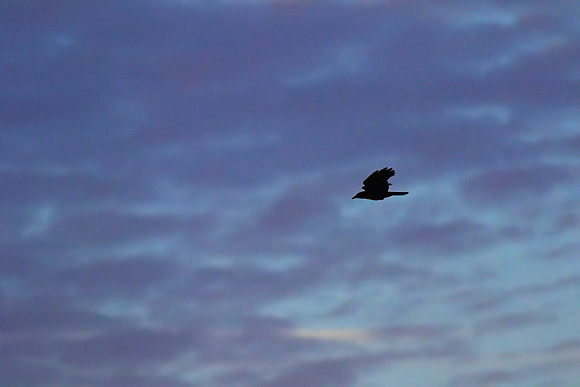 Crow 01