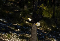 Bald Eagle 16