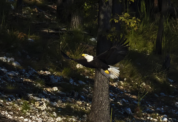 Bald Eagle 16