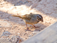 Chipping Sparrow immature 01