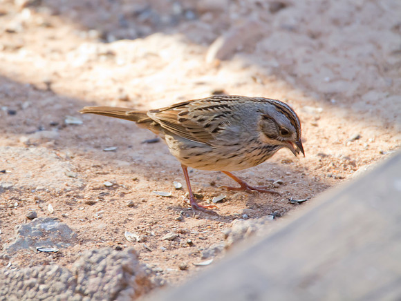 Chipping Sparrow immature 01