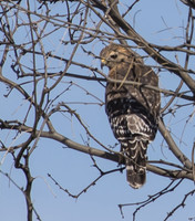Red Shouldered Hawk 02