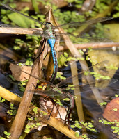 Common Green Darner