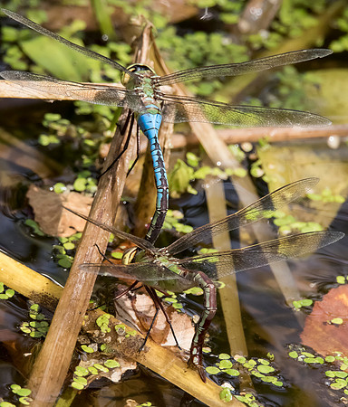 Common Green Darner