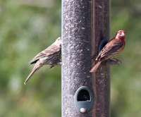 House Finches 01