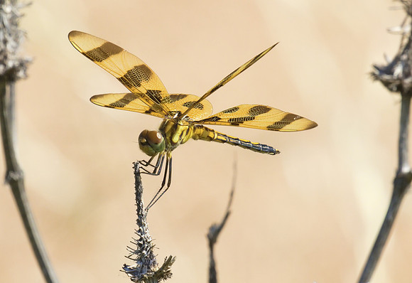 Halloween Pennant 03