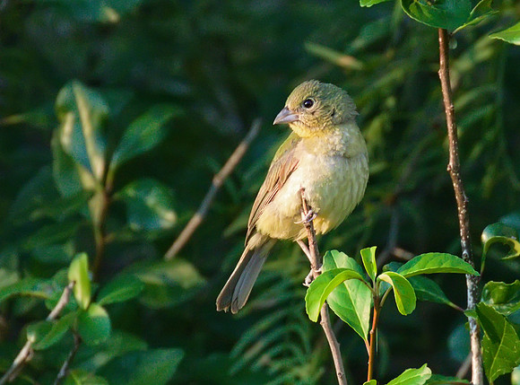 Painted Bunting 01