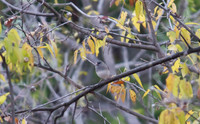 Junco