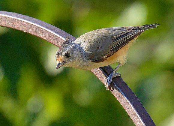 Black Crested Titmouse 01