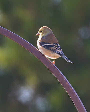 American Goldfinch 01