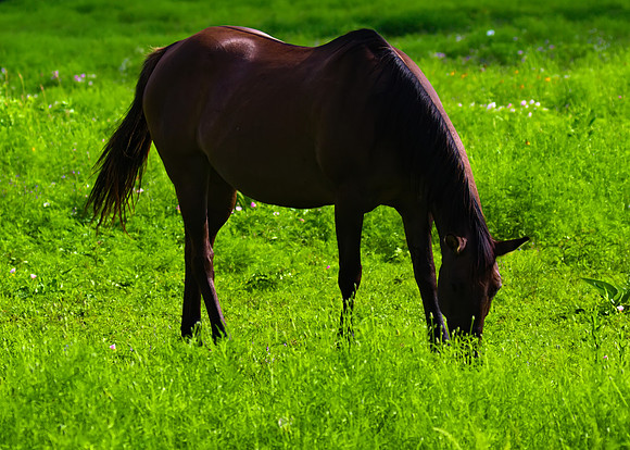 horse_01