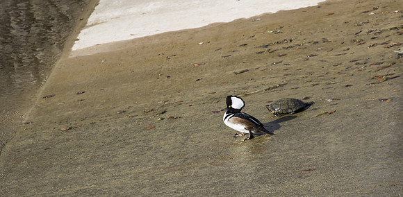 Hooded Merganser 04