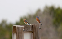 Bluebirds 02