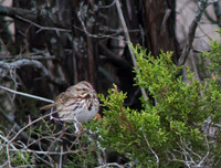 song sparrow
